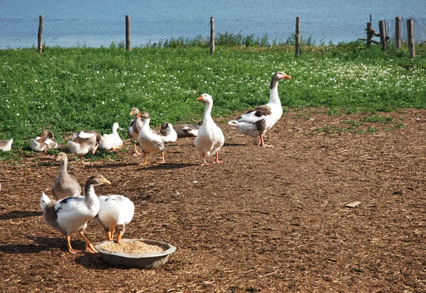 stock image Domestic geese