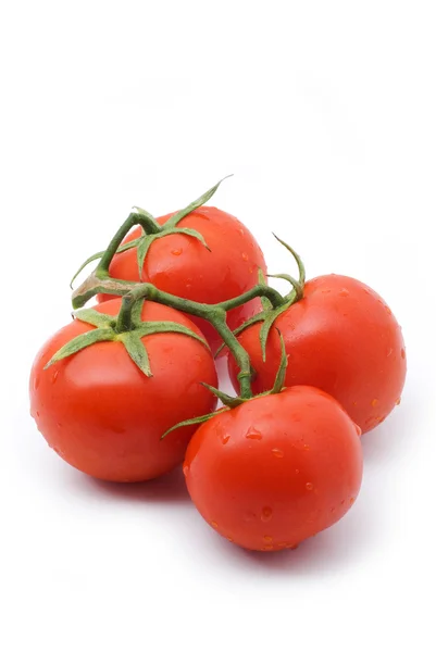 Ramos de tomates — Fotografia de Stock