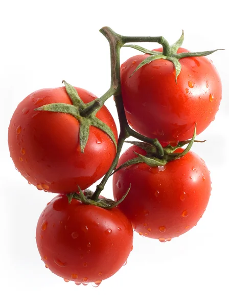 Tomatoes on a branch — Stock Photo, Image