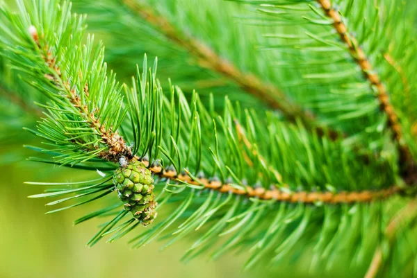 Bump on the background of pine branches — Stock Photo, Image