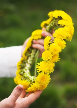 A wreath of dandelions in women's hands clipart