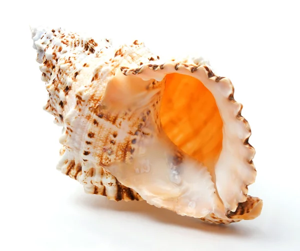 Морские раковины — стоковое фото