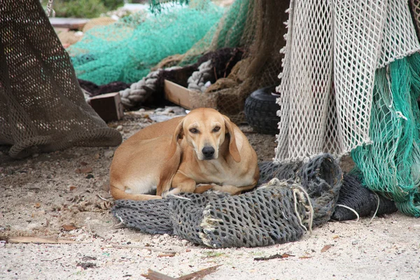 stock image Stray dog