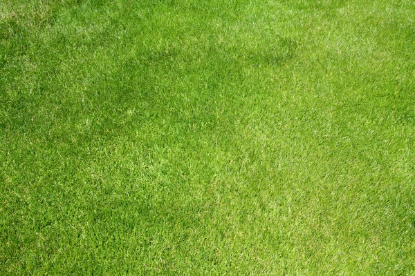 Golf grass — Stock Photo, Image