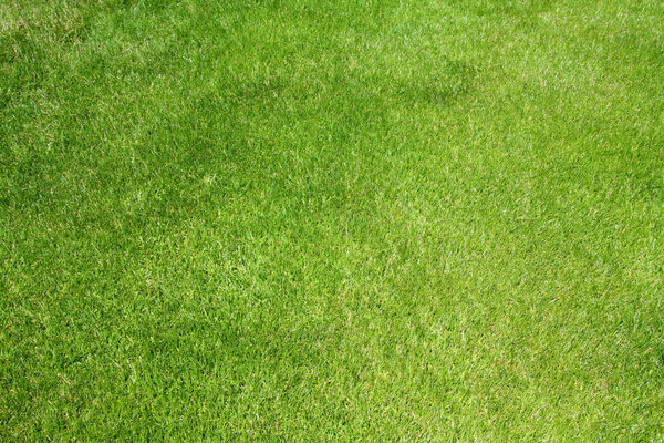 Green grass background texture. Golf course lawn abstract view.