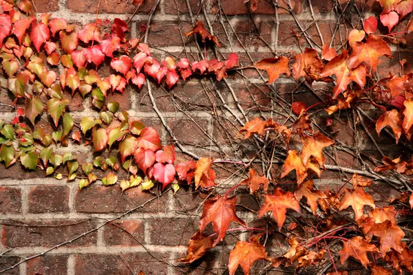 Lierre d'automne — Photo