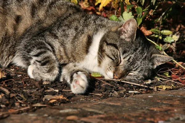 Sovande katt — Stockfoto