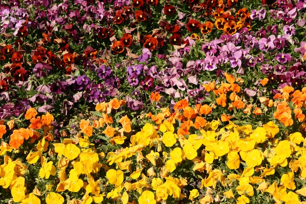 Nonoş çiçek arkaplanı — Stok fotoğraf