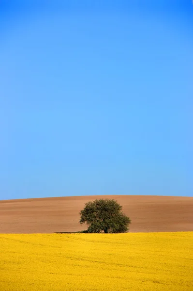 Schöne ländliche Felder Landschaft — Stockfoto