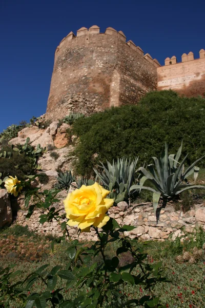 Žlutá růže v almeria — Stock fotografie
