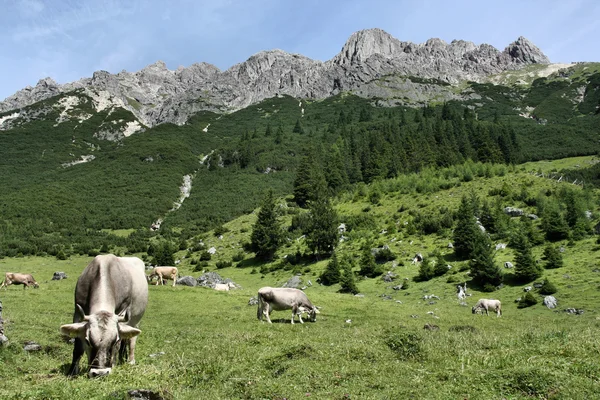 Vacas em alpes — Fotografia de Stock
