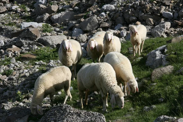 Випасу овець — стокове фото