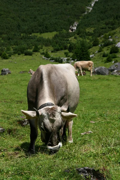 Legeltetett tehén — Stock Fotó