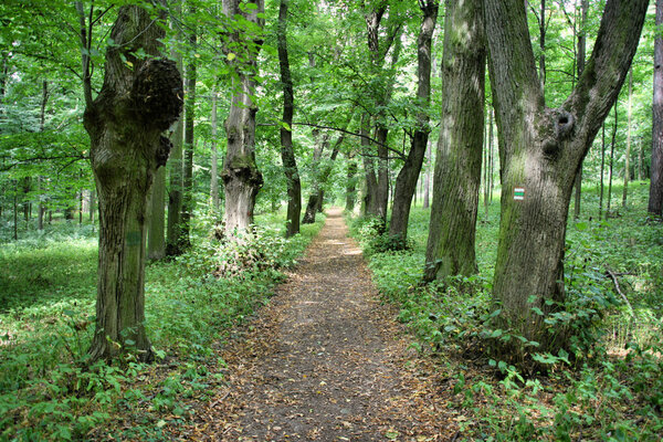 Walking path in beautiful, old deciduous forest in Konopiste, Czech Republic