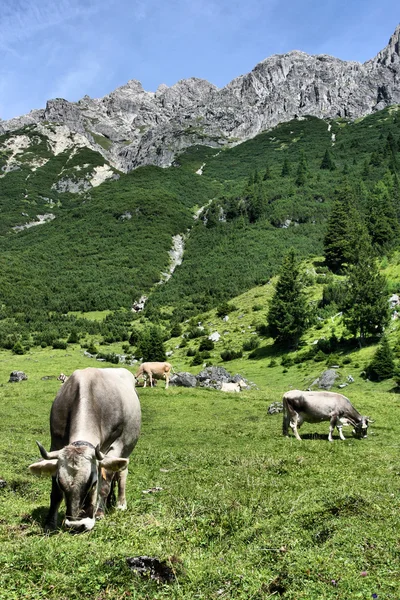 蒂罗尔奶牛 — 图库照片