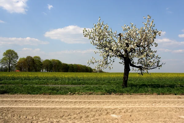 Äppelträd blomma — Stockfoto