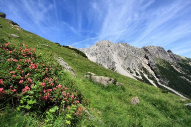 Alpine meadow clipart