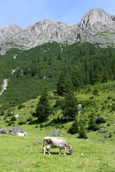 Koeien in de Alpen — Stockfoto