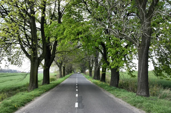 stock image Straight road