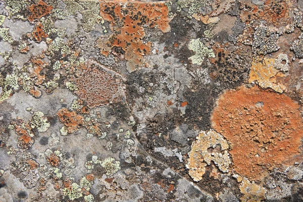 Struttura del lichene — Foto Stock