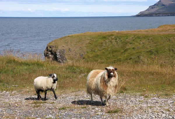 Ovinos em Islândia — Fotografia de Stock