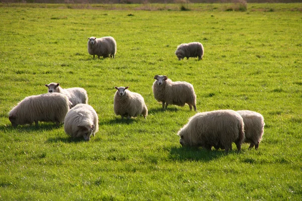 Isländische Schafe — Stockfoto