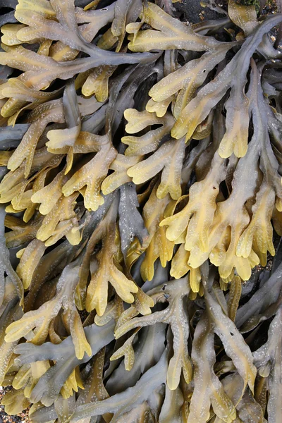 Kelp — стокове фото