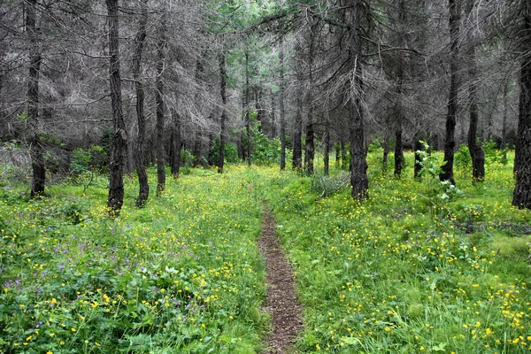 Camino forestal —  Fotos de Stock