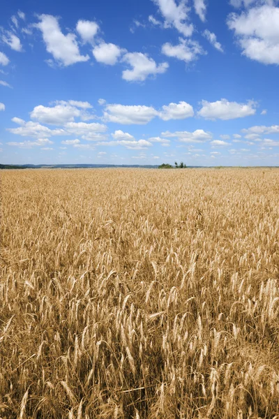 Fields of barley — Stock Photo, Image