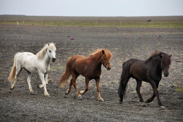 Ισλανδικά άλογα — Φωτογραφία Αρχείου