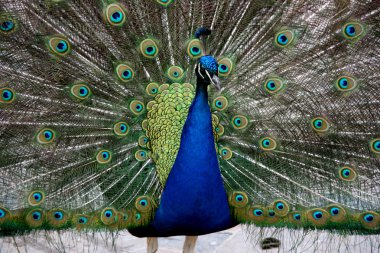Beautiful colorful peacock clipart
