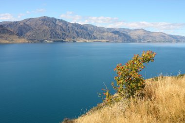 Yeni Zelanda