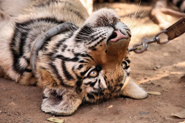 stock image Young tiger