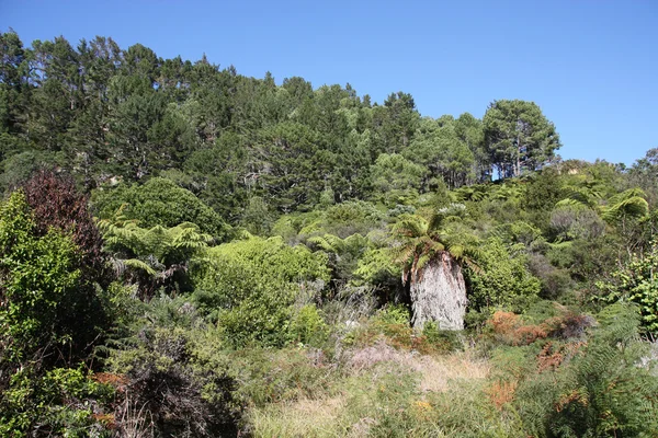 Nieuw-Zeeland bush — Stockfoto