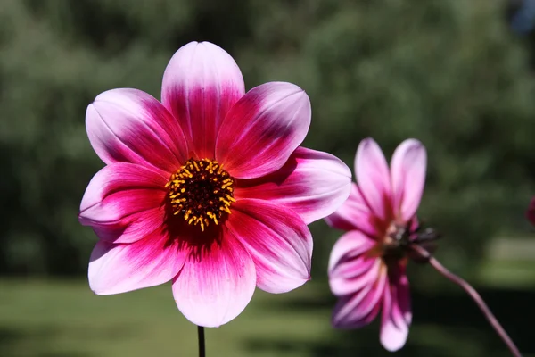 stock image Dahlia