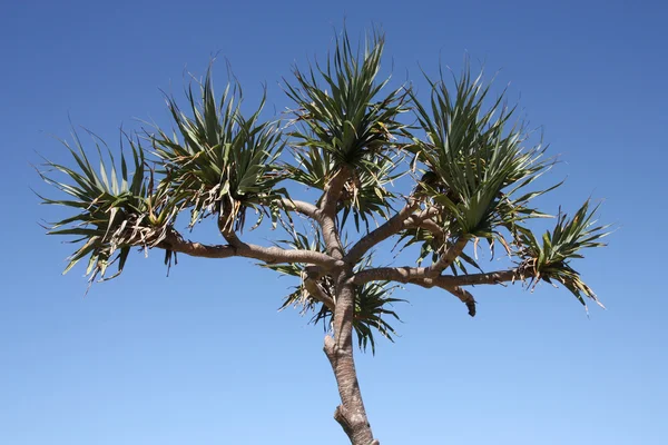 Stock image Cabbage tree palm