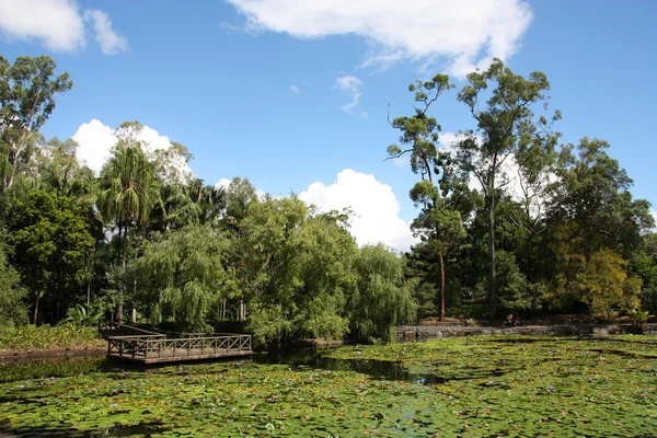 Brisbane Botanical Gardens — Stock Photo, Image