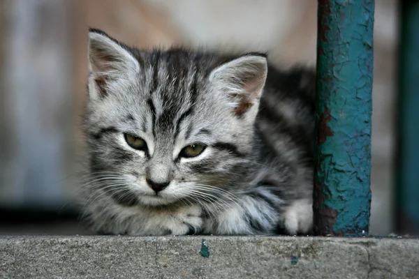 Kleine grijze kat — Stockfoto