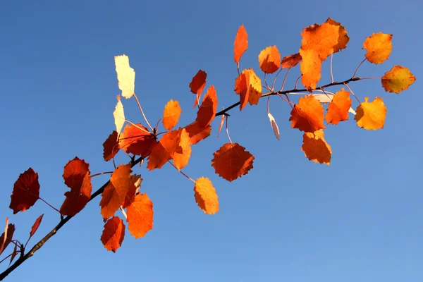 Zonnige herfst concept — Stockfoto