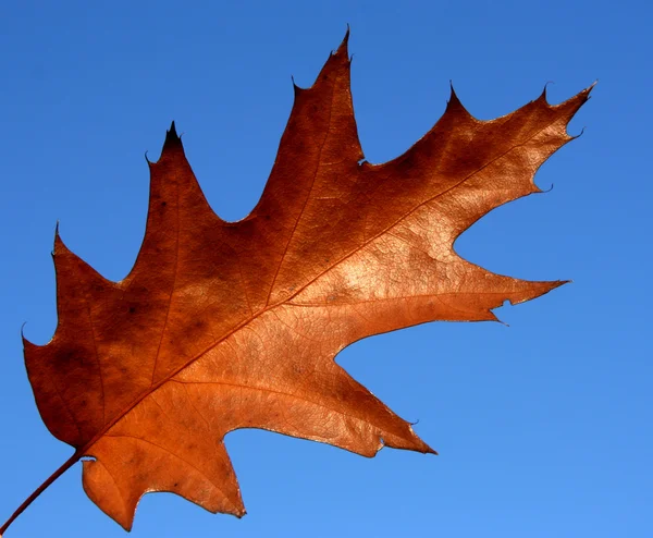 Red oak leaf — Stock Photo, Image