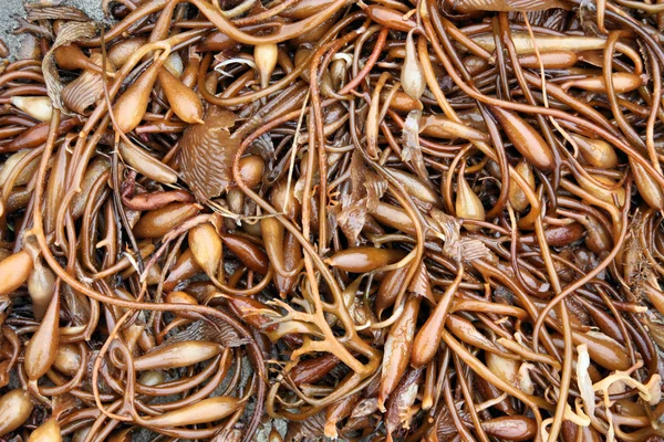 Kelp sfondo — Foto Stock