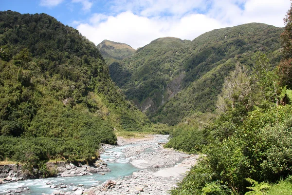 Nya Zeeland regnskog — Stockfoto
