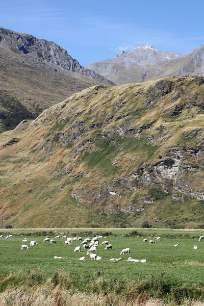 Moutons en montagne — Photo
