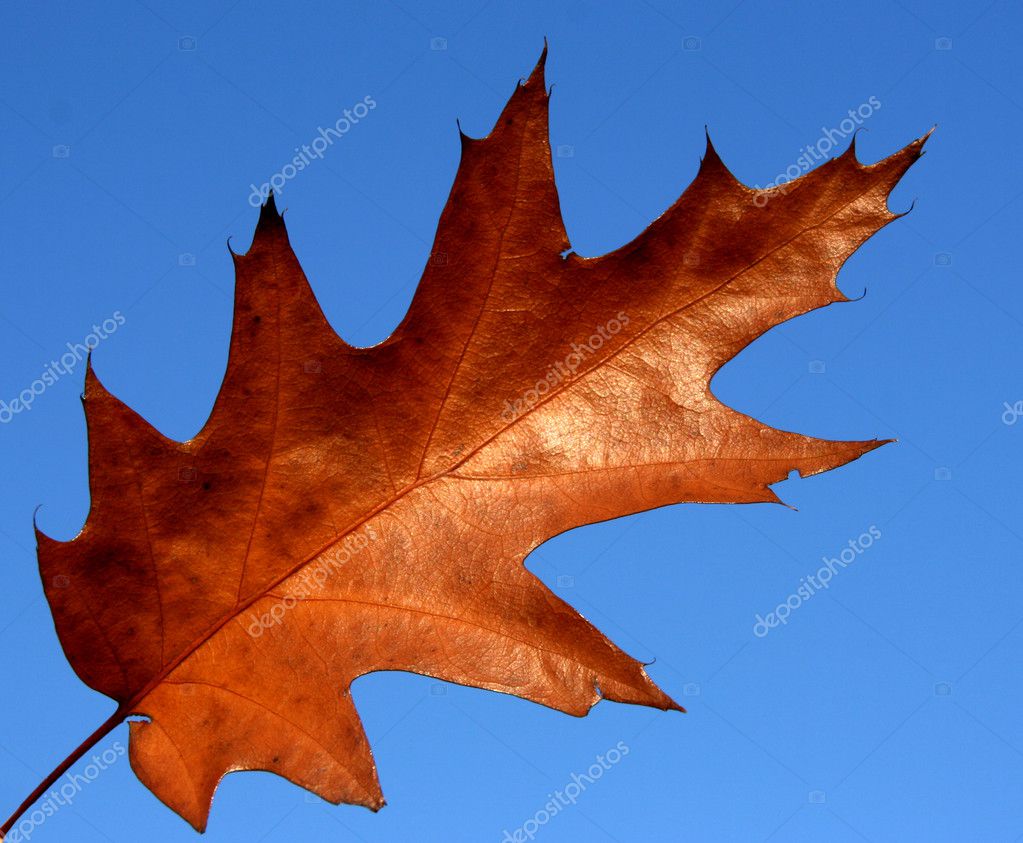 depositphotos_4527503-stock-photo-red-oak-leaf.jpg