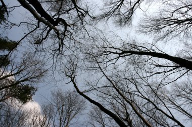 Forest treetops