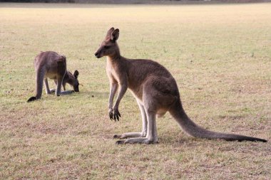 Kangaroos clipart