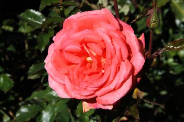 Tearose hybrid cultivar clipart