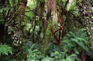 New Zealand. Lush temperate rainforest in Catlins Forest Park of Otago region. Green forest, natural landscape. clipart