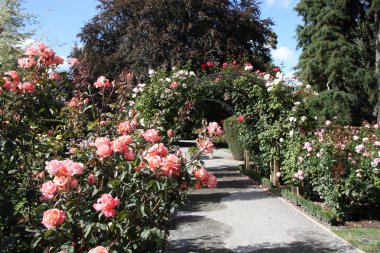 Christchurch Botanic Gardens (New Zealand). Rose garden. clipart