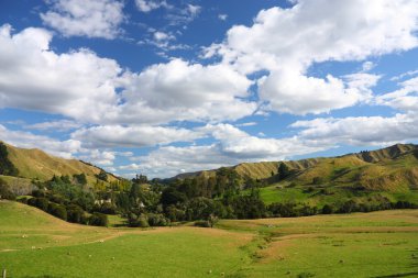 Hills and meadows of New Zealand. Green pastures with sheep grazing in Wanganui district. clipart